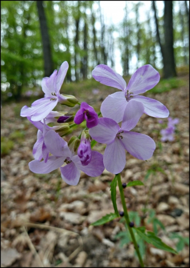 zubačka cibuľkonosá ...