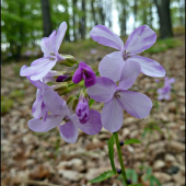 zubačka cibuľkonosá ...