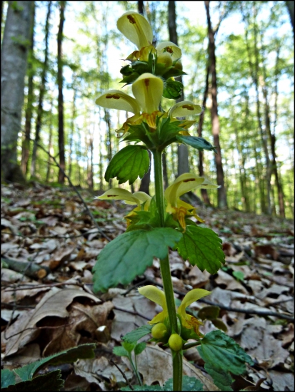 hluchavník žltý ...