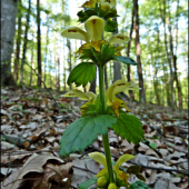 hluchavník žltý ...