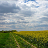 cestou okolo repky ...