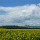 kopčeky za repkou ...