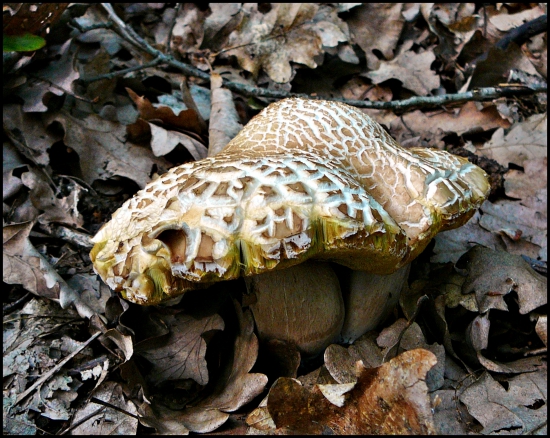 prvý tohoročný ...