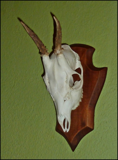 srnčok - po úprave ...