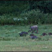 škoda že už bolo šero ...