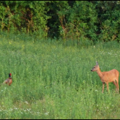 debata s bažantom ...