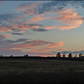 podvečer pri repke ...