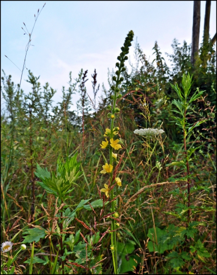 kvietky pri posede ...