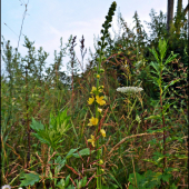 kvietky pri posede ...