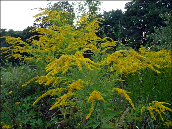 čo je to za burinka ?