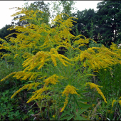 čo je to za burinka ?