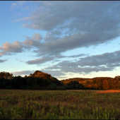podvečer pri kukurici ...