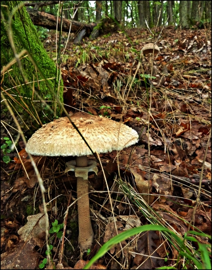 keď u nás nerastú dubáky ...