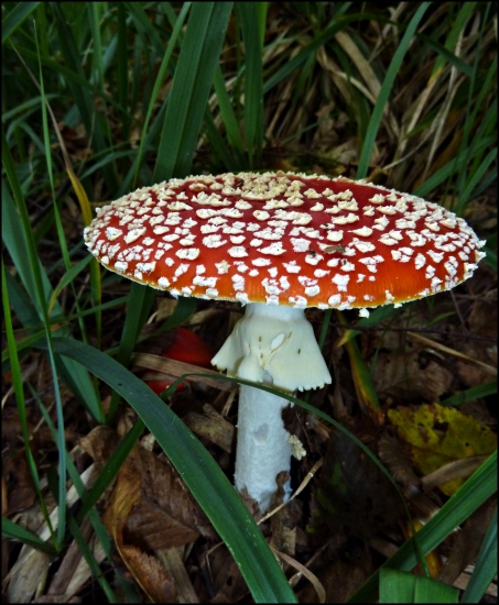 bodkovaná krásavica ...