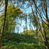 cestou za hríbami ...