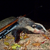 bielohlavec masťotvorý ...