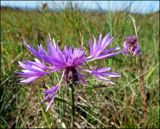 kvietok ... asi nevädzovec lúčny