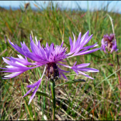 kvietok ... asi nevädzovec lúčny