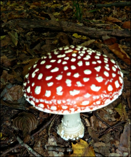 bodkovaná fešanda ....