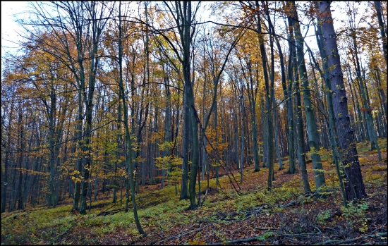 bučina ...