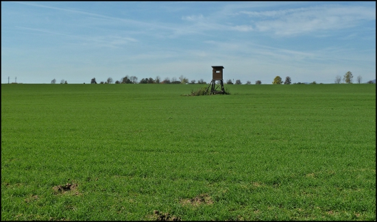 sám posed v poli ...