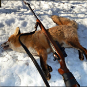 Ďalší lišiačik ...