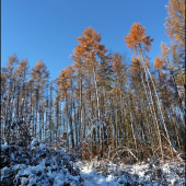 cestou zo štandu ...