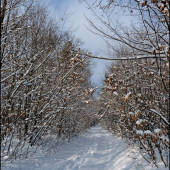 takto dajako by mala vyzerať zima ...