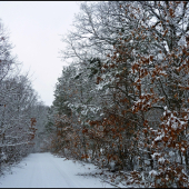 cesta do revíru ...