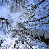 zasnežený pohľad k oblohe ...