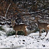 mladý srnček aj so srnkou ...