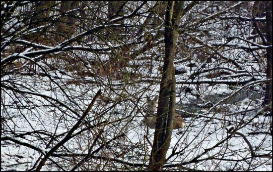 ľahla si za strom ...