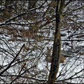 ľahla si za strom ...