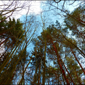 pohľad k oblohe ...