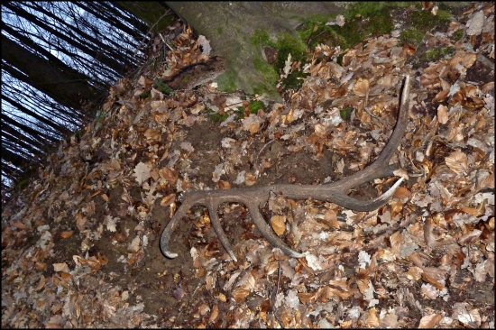 druhý tohoročný - dohľadaný pár k ID 331107 ...