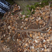 druhý tohoročný - dohľadaný pár k ID 331107 ...