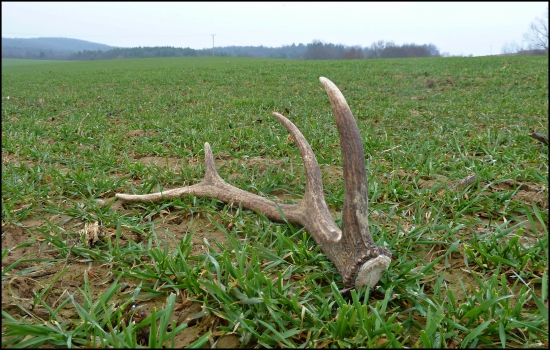 včera na ozimine ...