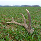 včera na ozimine ...