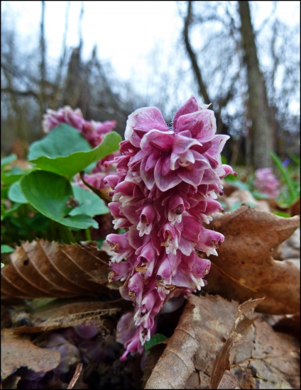zubovník šupinatý (Lathraea squamaria L.) ...