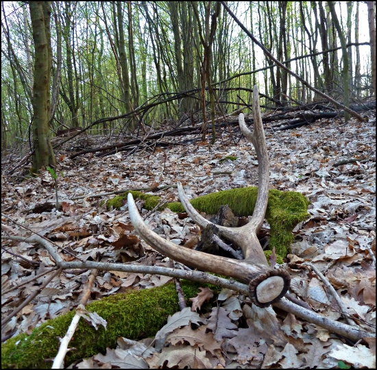 dozber - osmáčik ...