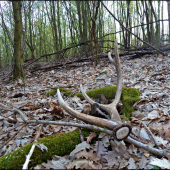 dozber - osmáčik ...