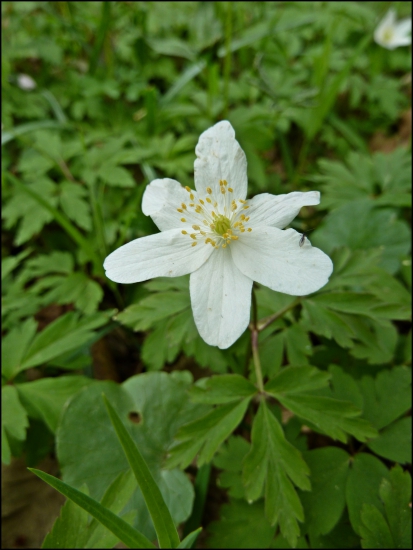 veternica - aj s chrobáčikom ...