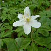 veternica - aj s chrobáčikom ...