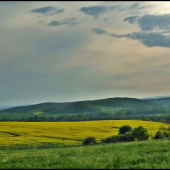 keď kvitne repka ...