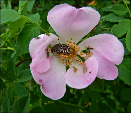 veget v šípovej ruži ...