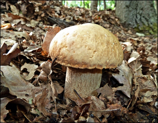 prvý tohoročný ...