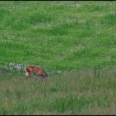 aj so srnčiatkom ...