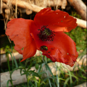 vlčí mak - pri krmelci ...