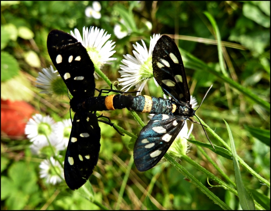 bieloškvrnáče ...