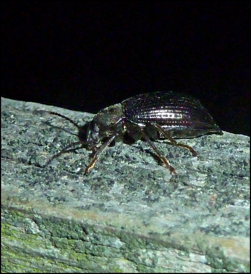 spoločník na posede ...